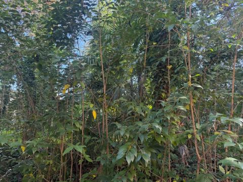 Via Claudia - Maranello