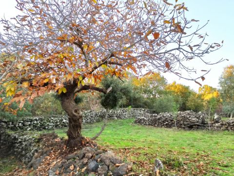 Campo Nessunescluso, Segreta, Belpasso CT, Italia - Belpasso