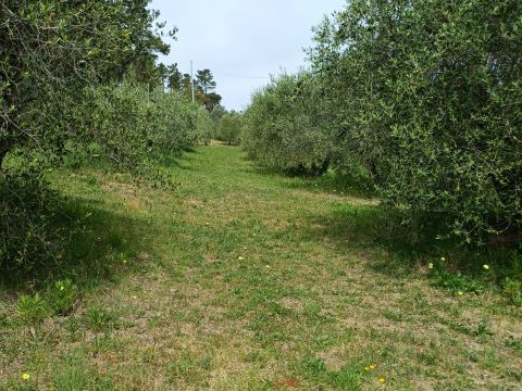 Poggio D'Arco, Rosignano Marittimo, LI, Italia - Livorno