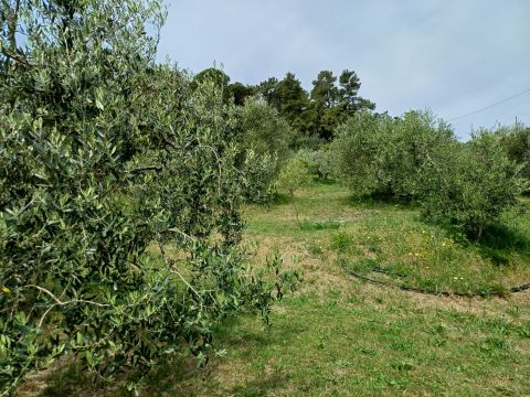Poggio D'Arco, Rosignano Marittimo, LI, Italia - Livorno