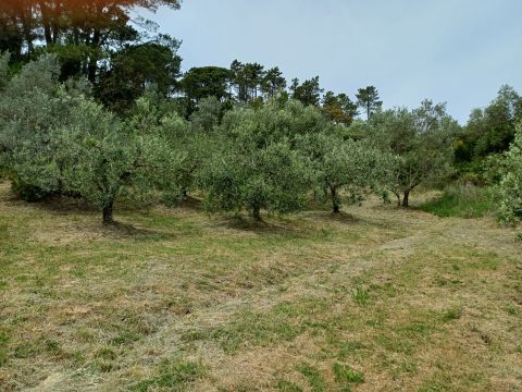 Poggio D'Arco, Rosignano Marittimo, LI, Italia - Livorno