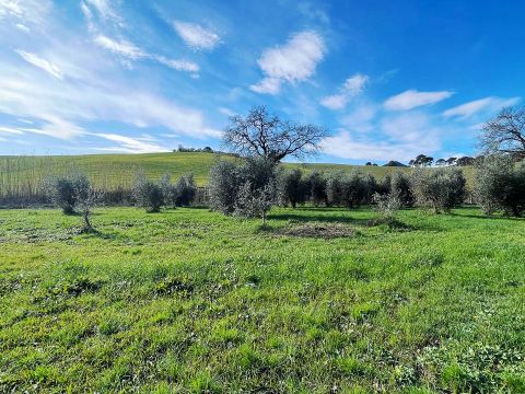 Località Chiappino, 116 - Rosignano Marittimo