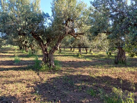 Contrada Piana - Sciacca