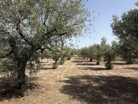 Florinas, SS, Italia - Florinas