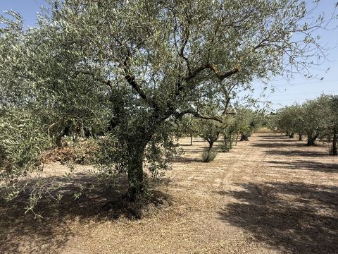 Florinas, SS, Italia - Florinas