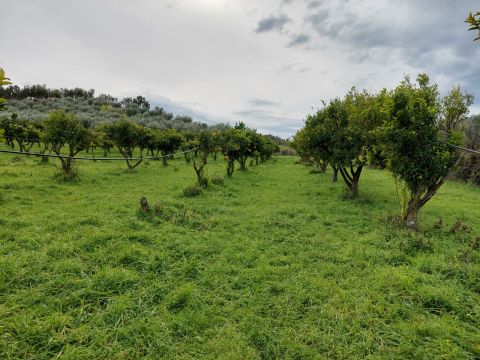 SS107 ( Via delle acacee 6/8)