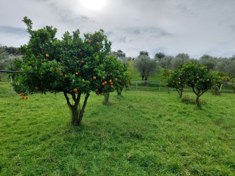 SS107 ( Via delle acacee 6/8)