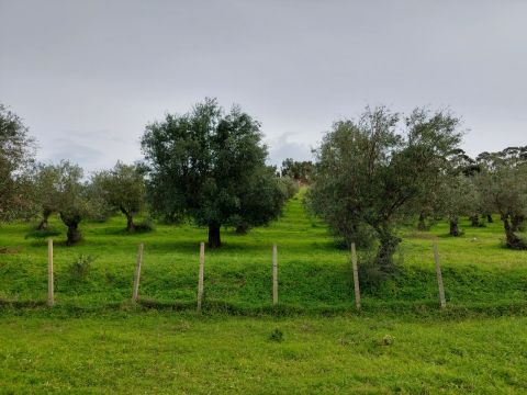 SS107 ( Via delle acacee 6/8)