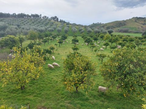 SS107 ( Via delle acacee 6/8)