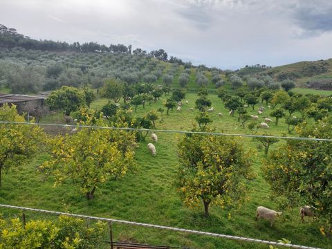 SS107 ( Via delle acacee 6/8)