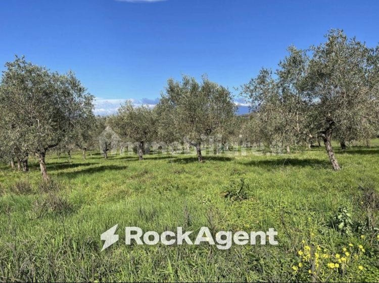 Terreno agricolo in vendita, Contrada Santa Lucia, Cerrelli, Altavilla Silentina