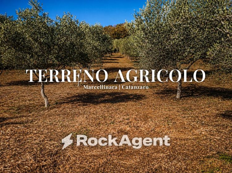 Terreno agricolo in vendita, Contrada Mortella, Serramonda, Marcellinara