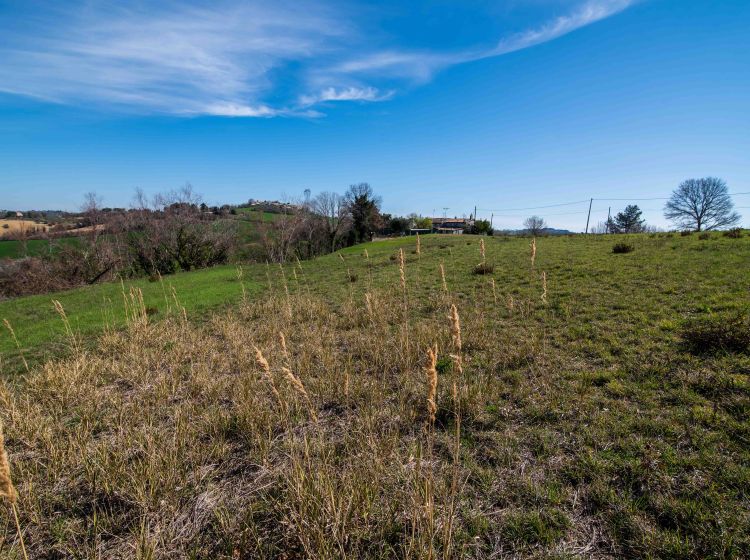 Terreno agricolo in vendita, Località Carignano, Fano