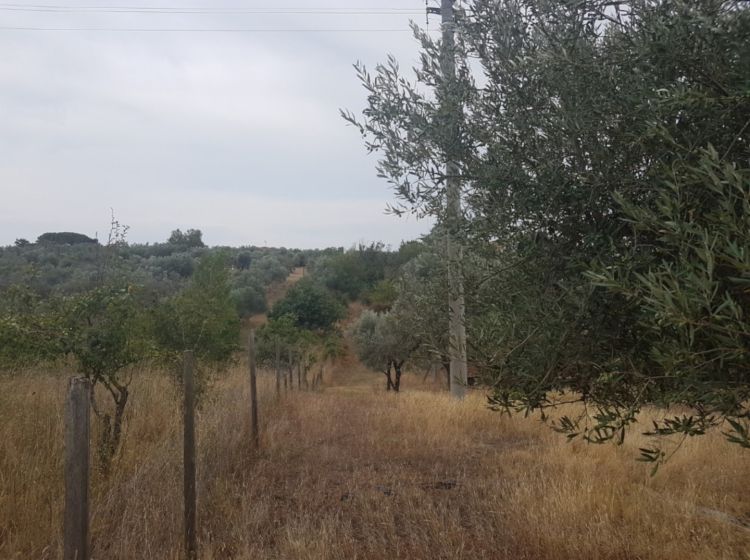 Terreno agricolo in vendita, via Sasso San Pellegrino, Periferia, Viterbo