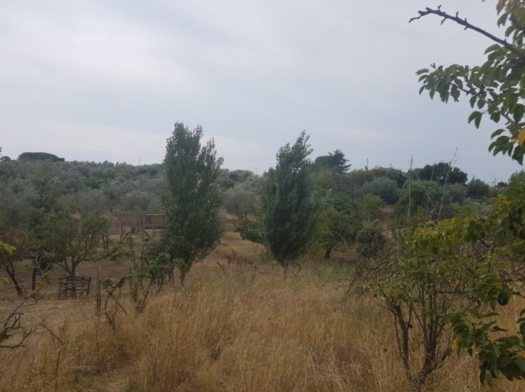 Terreno agricolo in vendita, via Sasso San Pellegrino, Periferia, Viterbo