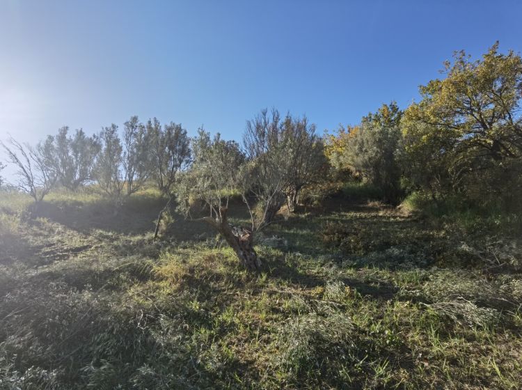 Terreno agricolo in vendita, Caraffa di Catanzaro  CZ  Italia, Caraffa Di Catanzaro