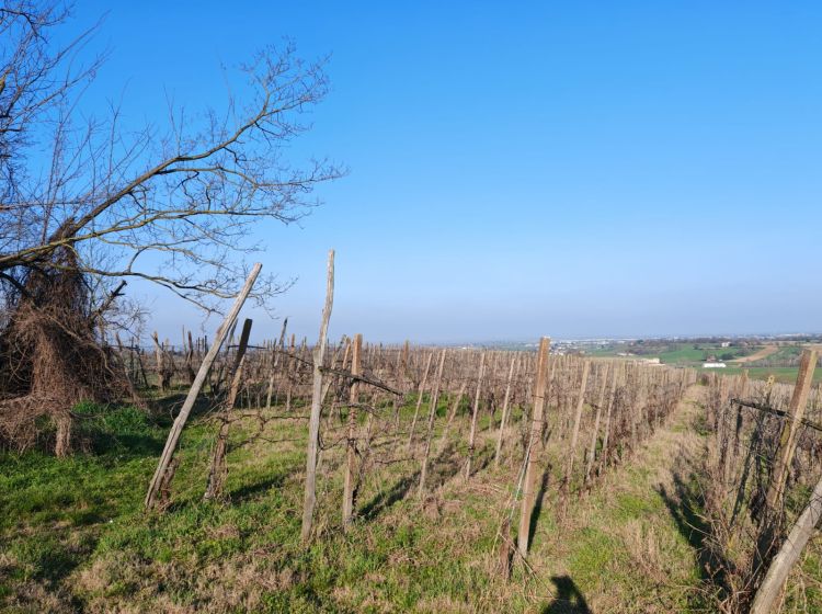 Terreno agricolo in vendita, frazione camporello 5, San Damiano Al Colle