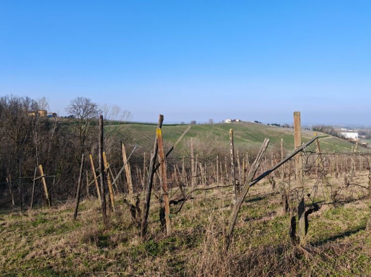 Terreno agricolo in vendita, frazione camporello 5, San Damiano Al Colle