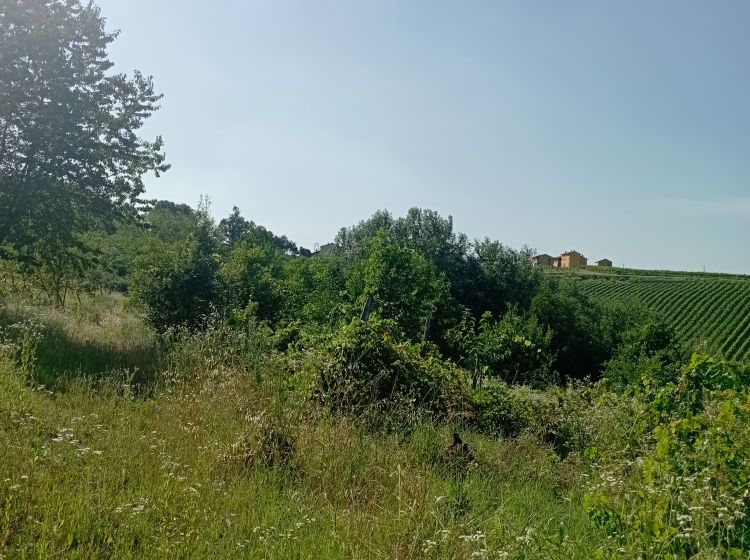 Terreno agricolo in vendita, Frazione Camporello 7/8, San Damiano Al Colle