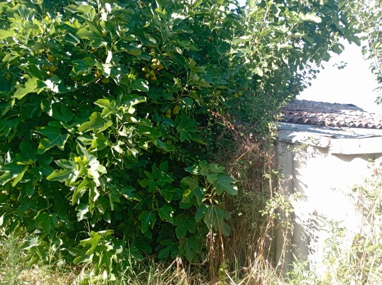 Terreno agricolo in vendita, Frazione Camporello 7/8, San Damiano Al Colle