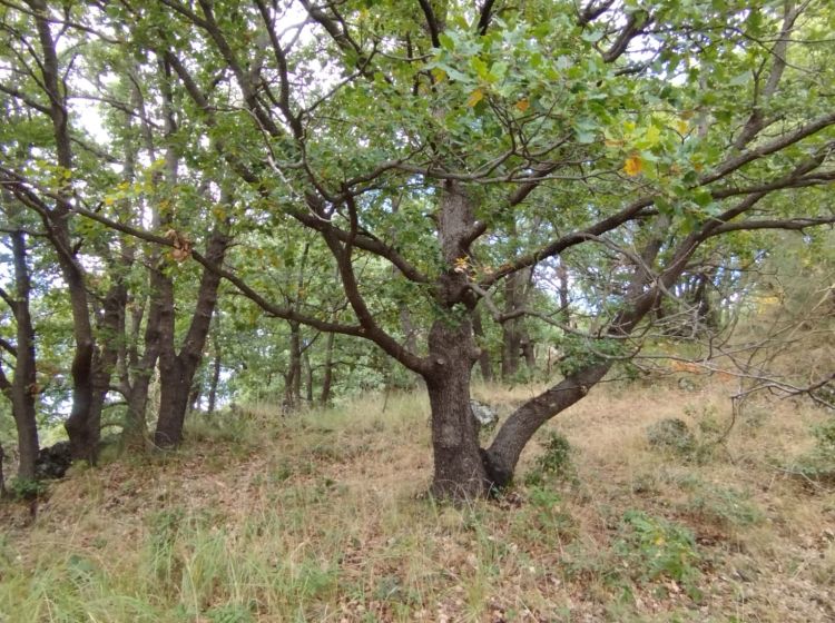 Terreno agricolo in vendita, Strada Milia, Biancavilla