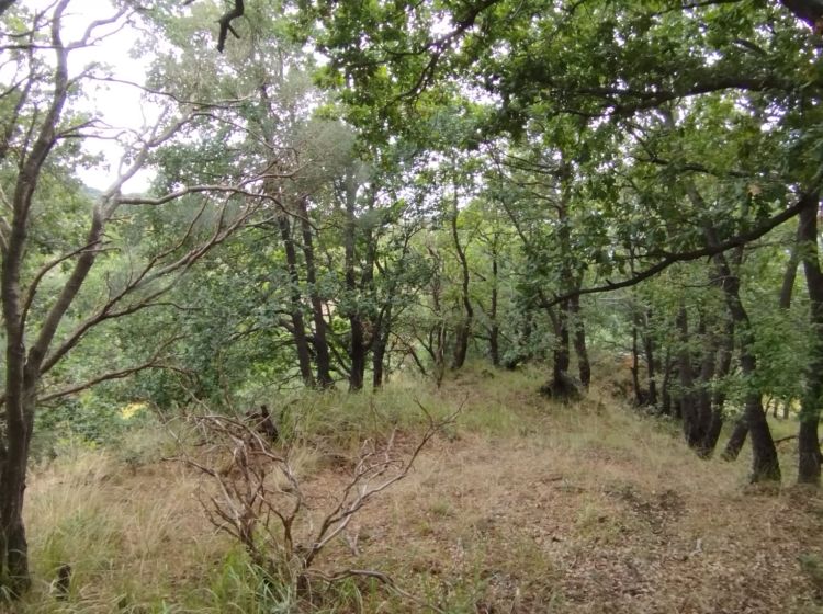 Terreno agricolo in vendita, Strada Milia, Biancavilla