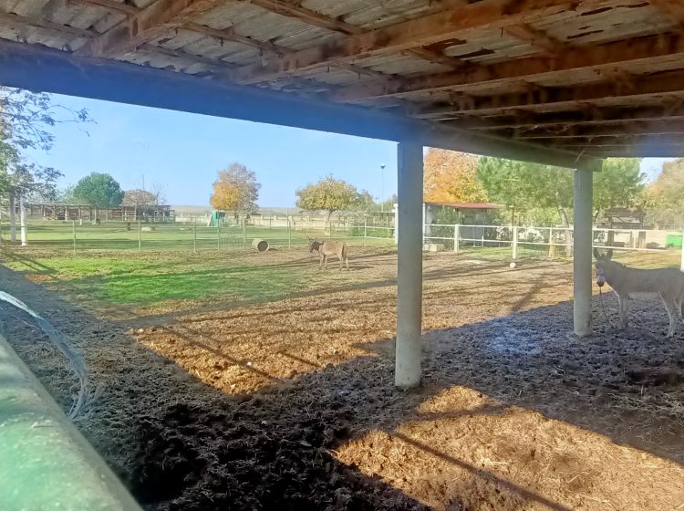 Terreno agricolo in vendita, via Campanella, Suardi