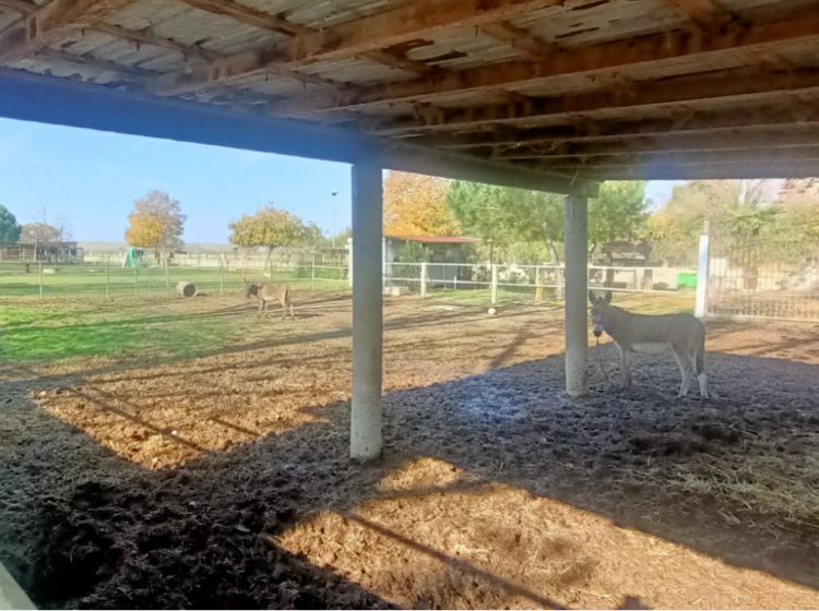Terreno agricolo in vendita, via Campanella, Suardi