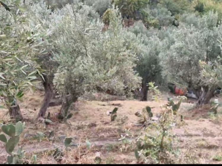 Terreno agricolo in vendita, via Giuseppe Maria Muscari, Sant'Elia, Catanzaro