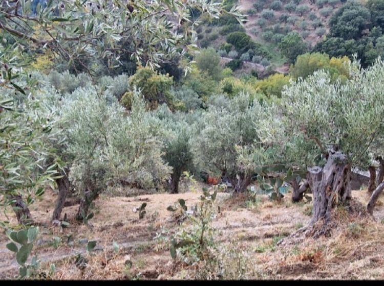Terreno agricolo in vendita, via Giuseppe Maria Muscari, Sant&#039;Elia, Catanzaro