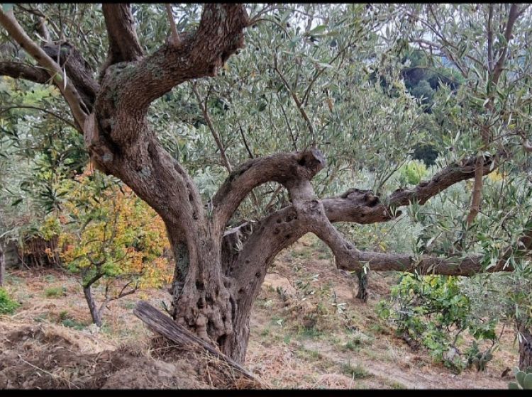Terreno agricolo in vendita, via Giuseppe Maria Muscari, Sant&#039;Elia, Catanzaro
