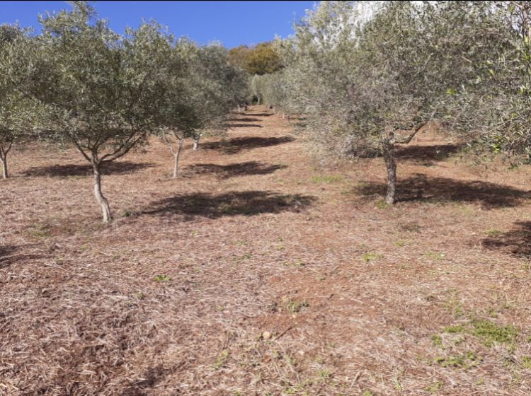 Terreno agricolo in vendita, Contrada Mortella, Serramonda, Marcellinara