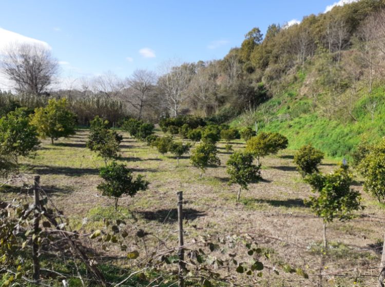 Terreno agricolo in vendita, Contrada Mortella, Serramonda, Marcellinara