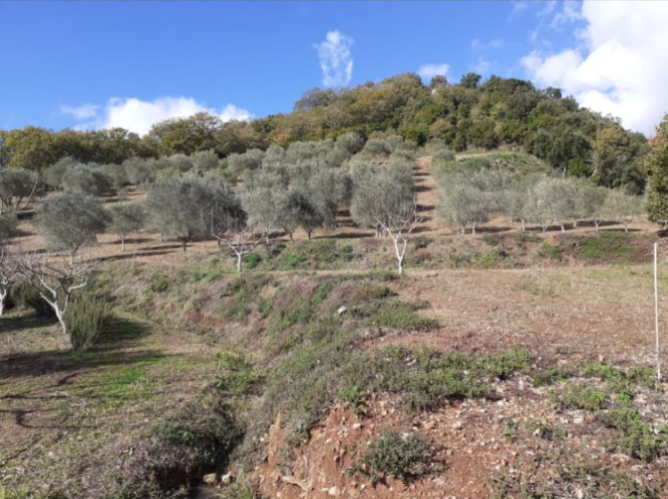 Terreno agricolo in vendita, Contrada Mortella, Serramonda, Marcellinara