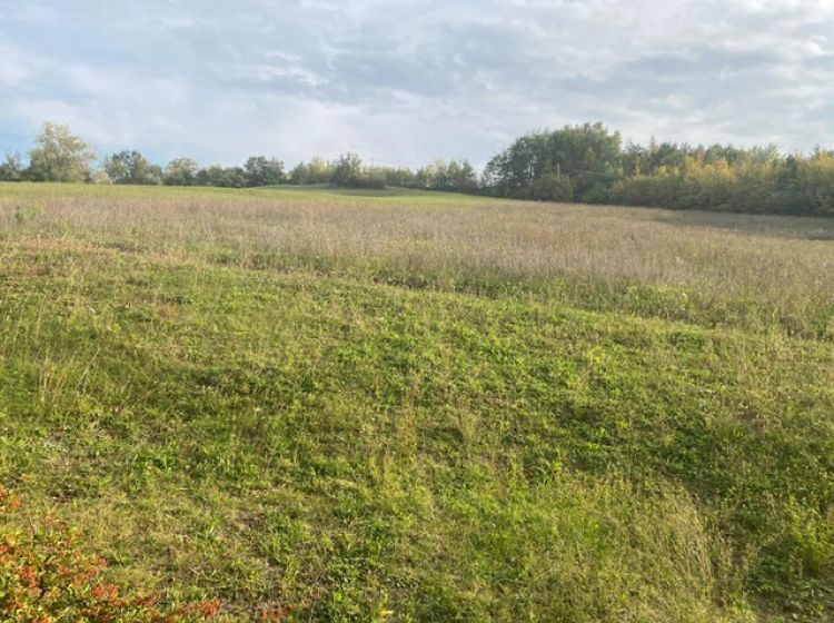 Terreno agricolo in vendita, via Zappati, Maiaitico, Sala Baganza