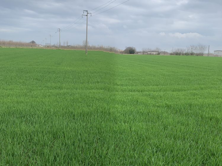 Terreno residenziale in vendita, via Grazia Deledda, Canneto Sull'oglio