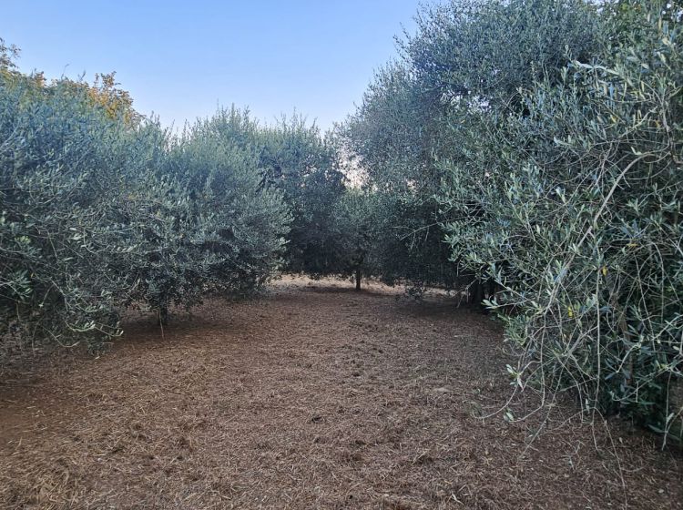 Terreno agricolo in vendita, SP26  68, Vignanello