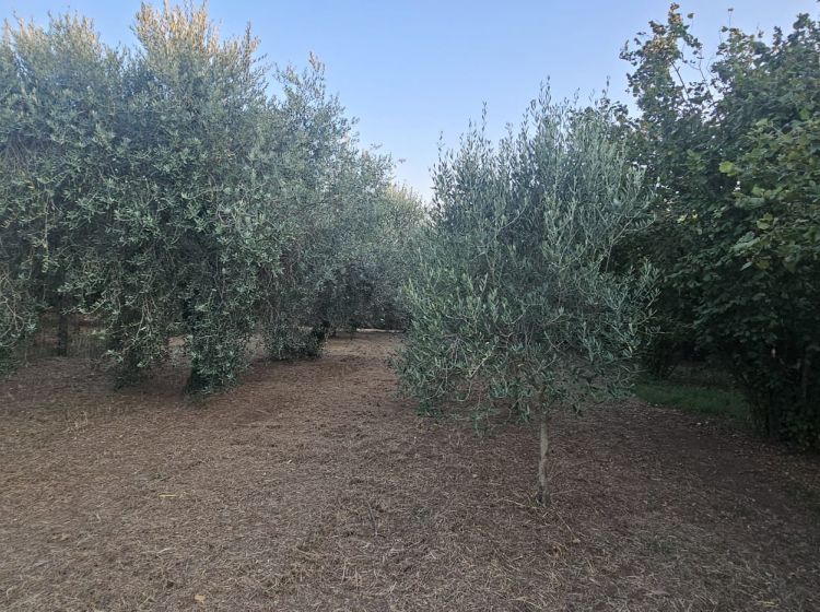 Terreno agricolo in vendita, SP26  68, Vignanello