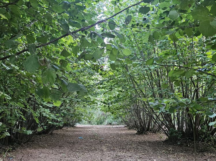 Terreno agricolo in vendita, SP26  68, Vignanello