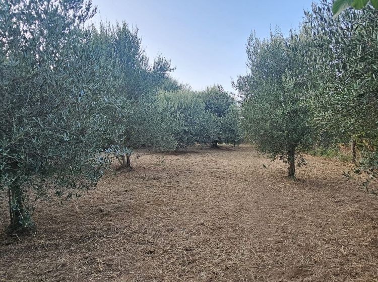 Terreno agricolo in vendita, SP26  68, Vignanello