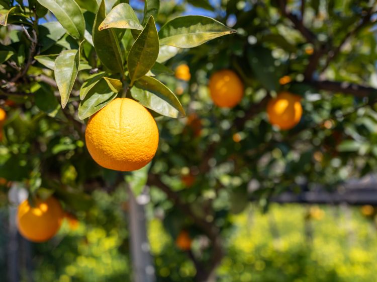 Villa in vendita, Strada Provinciale 107, Giovinazzo