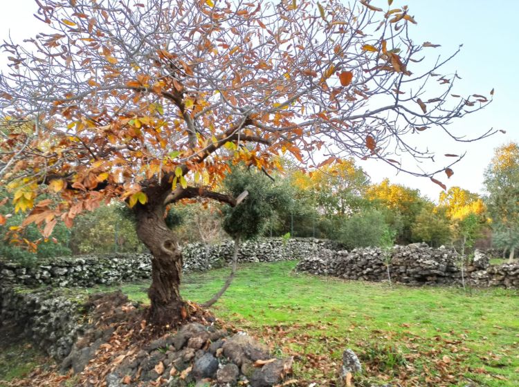 Terreno agricolo in vendita, Campo Nessunescluso  Segreta  Belpasso CT  Italia, Belpasso