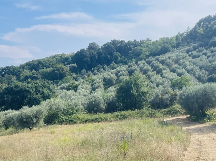 Terreno agricolo in vendita, via Sotto il Loco, Case Alte, Sant'omero