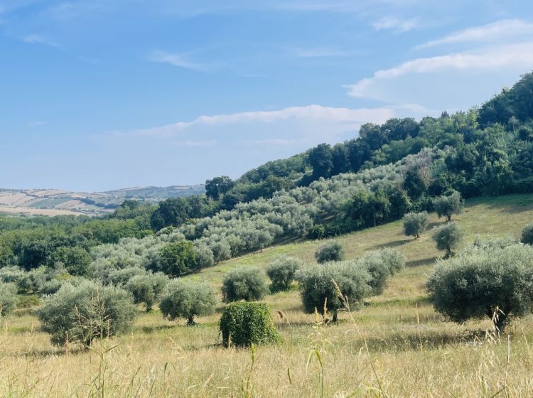 Terreno agricolo in vendita, via Sotto il Loco, Case Alte, Sant'omero