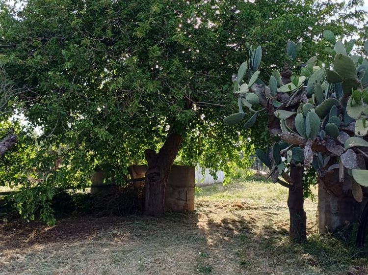 Rustico in vendita, Contrada Piana, Sciacca