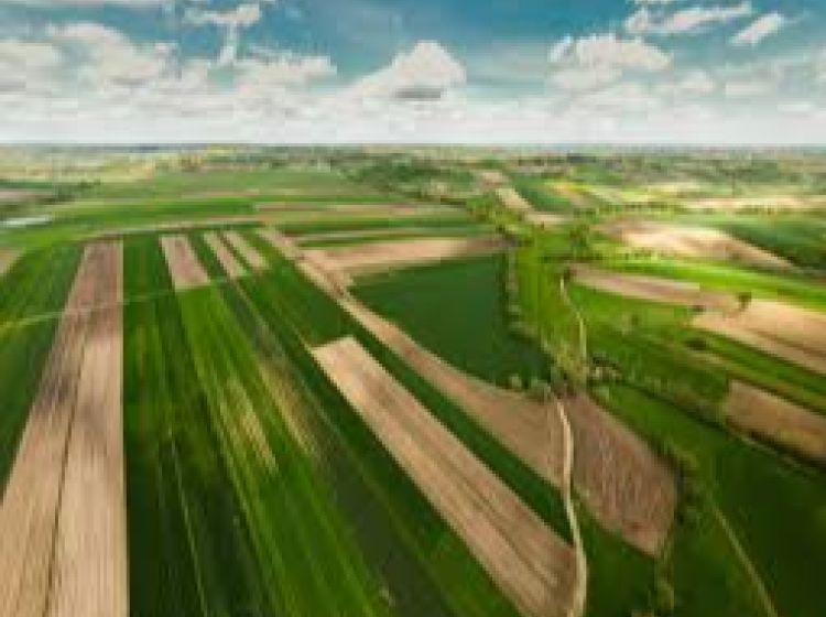Terreno agricolo in vendita, via Bosco  29, Codevigo