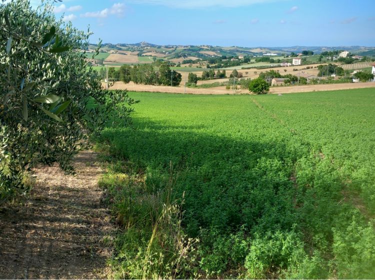Terreno agricolo in vendita, Frazione Montale  136, Arcevia