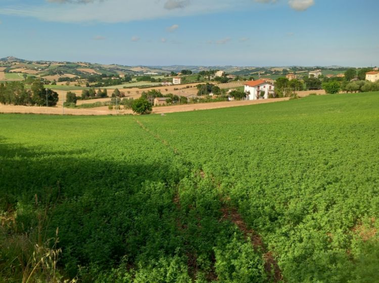 Terreno agricolo in vendita, Frazione Montale  136, Arcevia