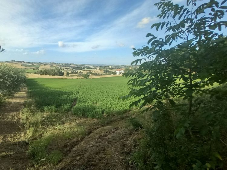 Terreno agricolo in vendita, Frazione Montale  136, Arcevia