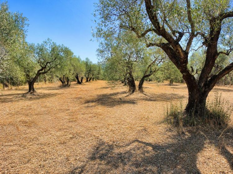 Terreno agricolo in vendita, via Sasso San Pellegrino, Viterbo